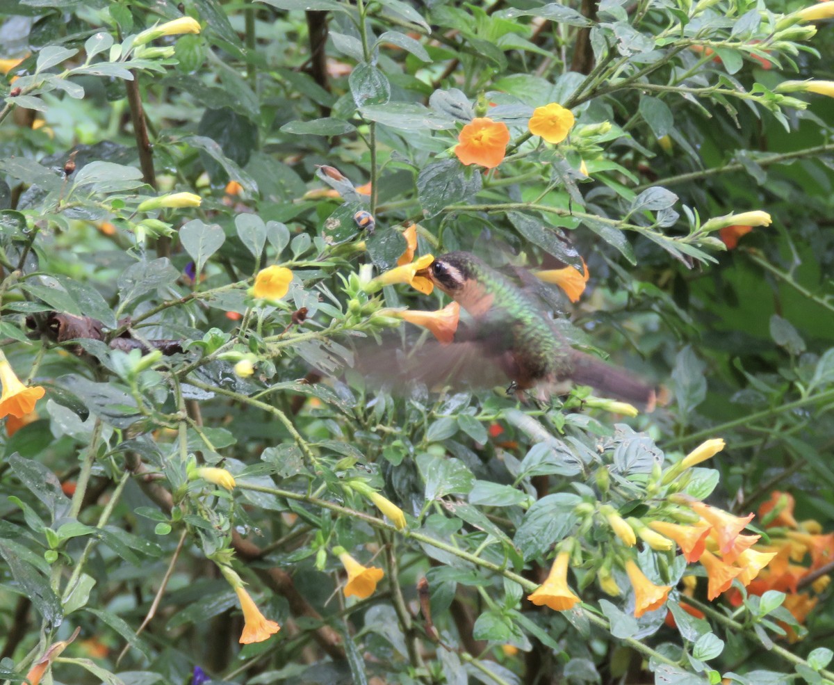 Speckled Hummingbird - Chris Welsh