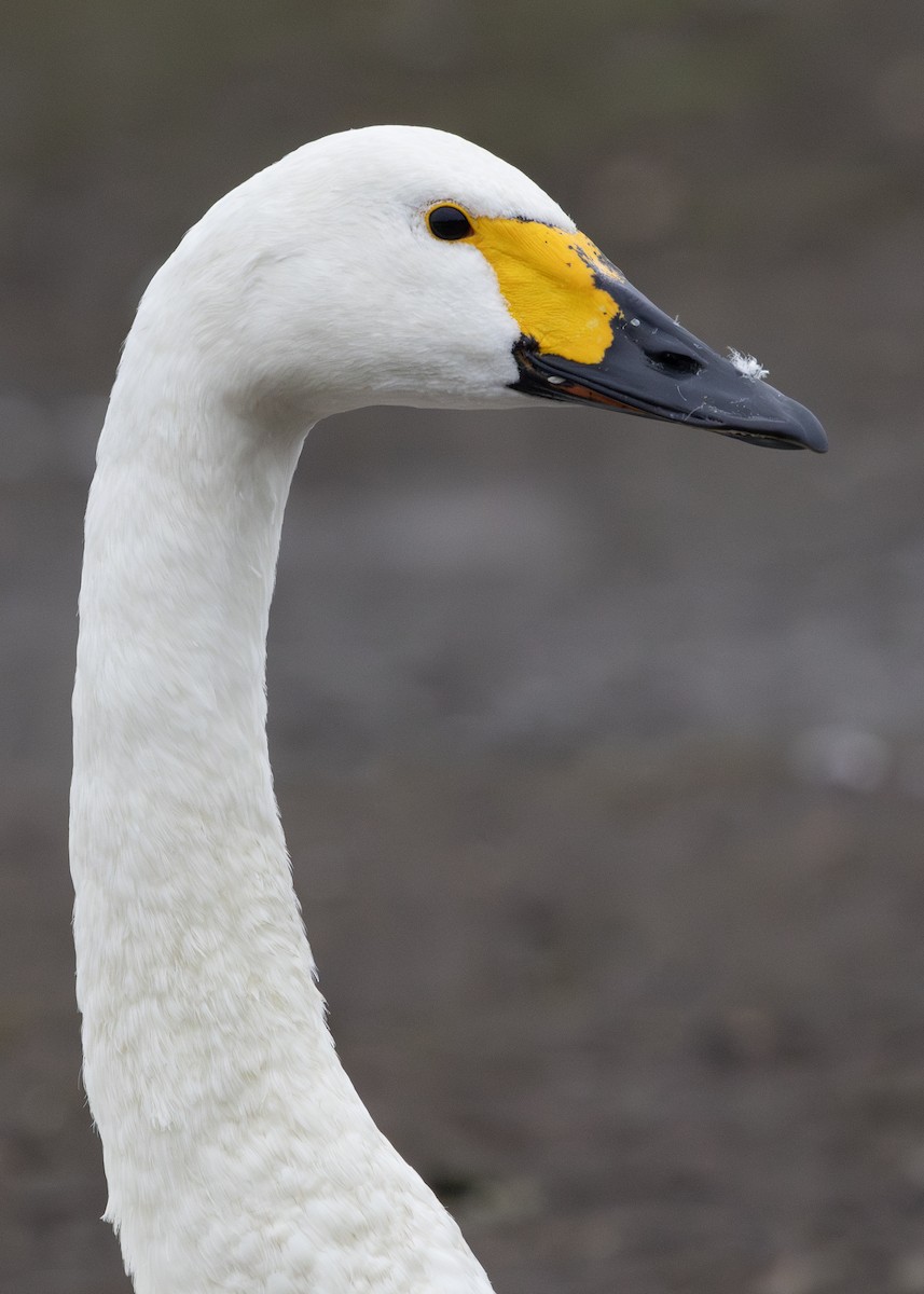 Tundra Swan (Bewick's) - ML616519938