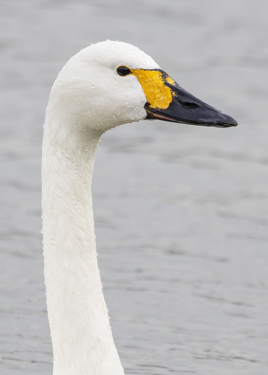 Tundra Swan (Bewick's) - ML616519966