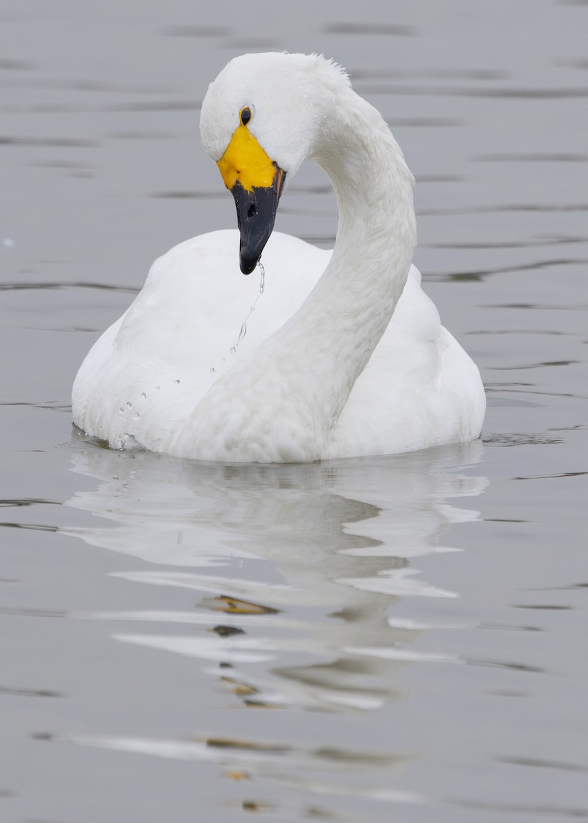 Tundra Swan (Bewick's) - ML616519967