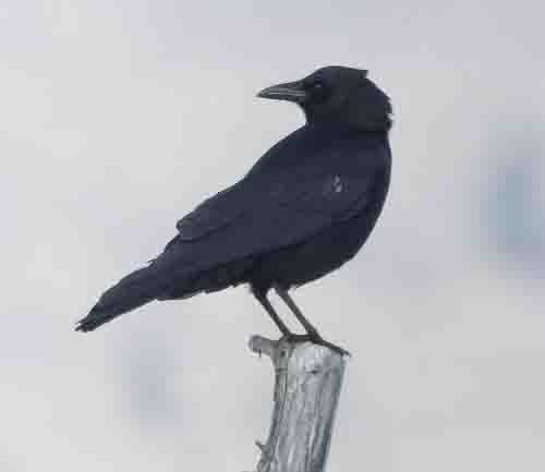 American Crow - ML616520006