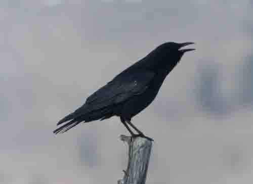 American Crow - stevan brad