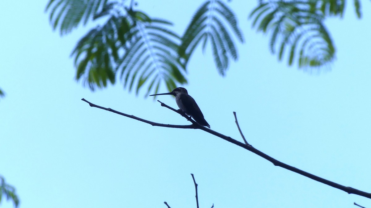 kolibřík hvězdohrdlý - ML616520056