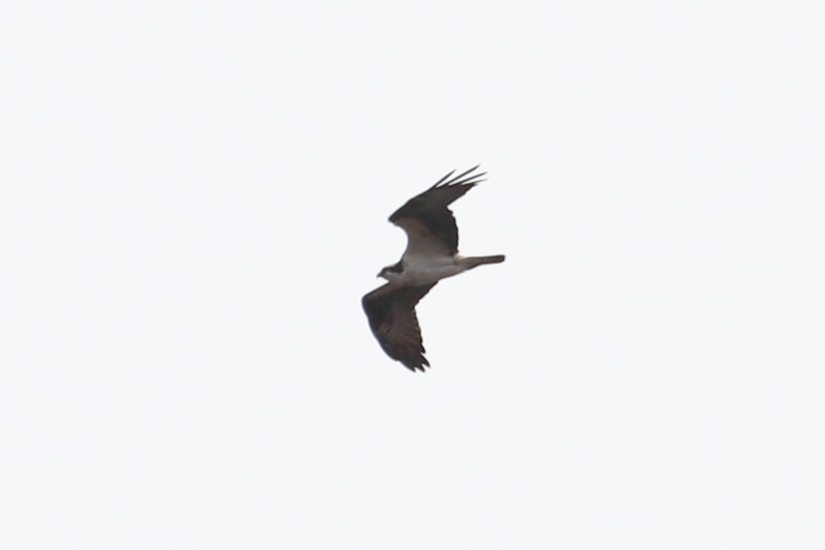 Osprey - ML616520079