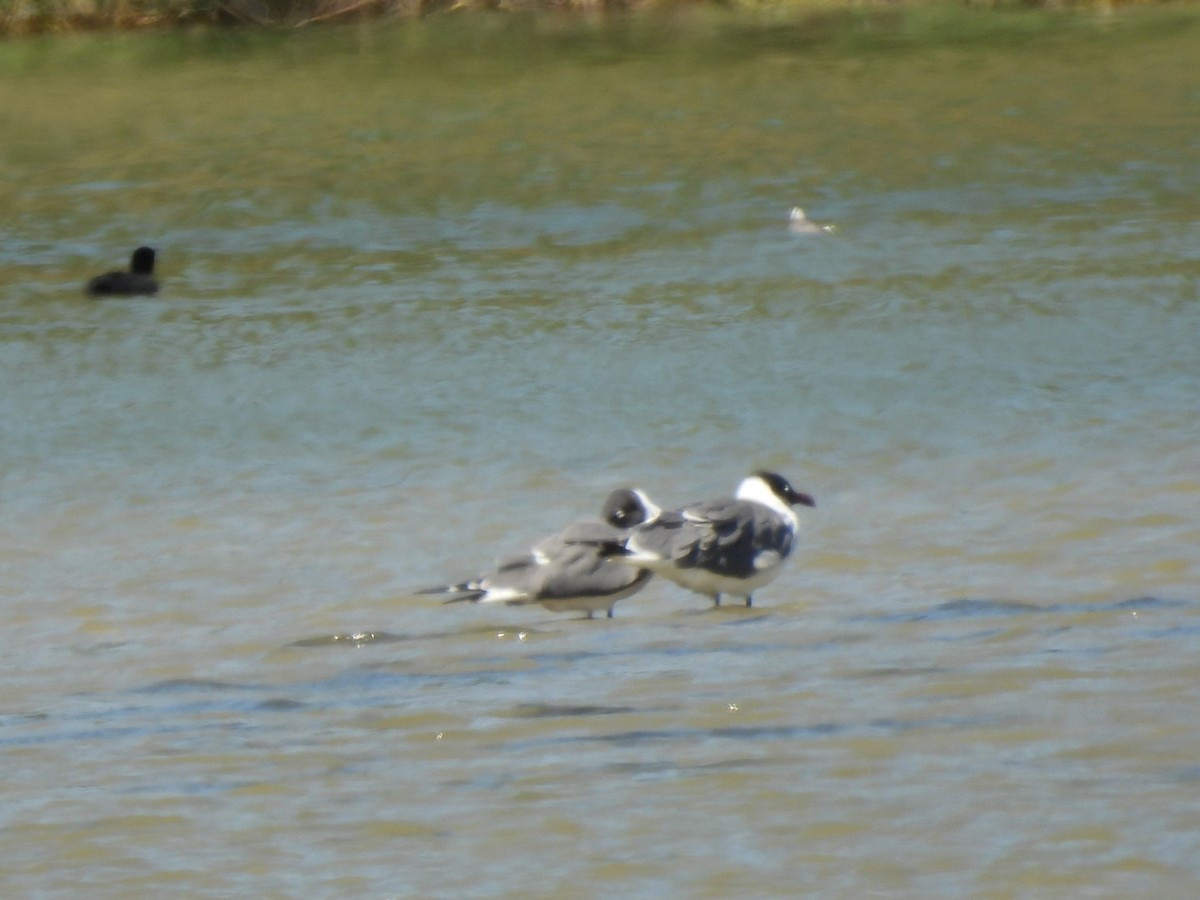 Mouette atricille - ML616520080