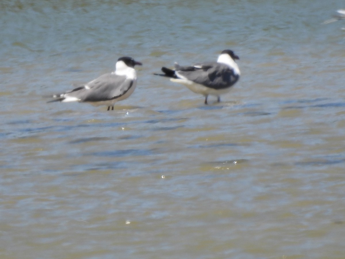 Laughing Gull - ML616520082