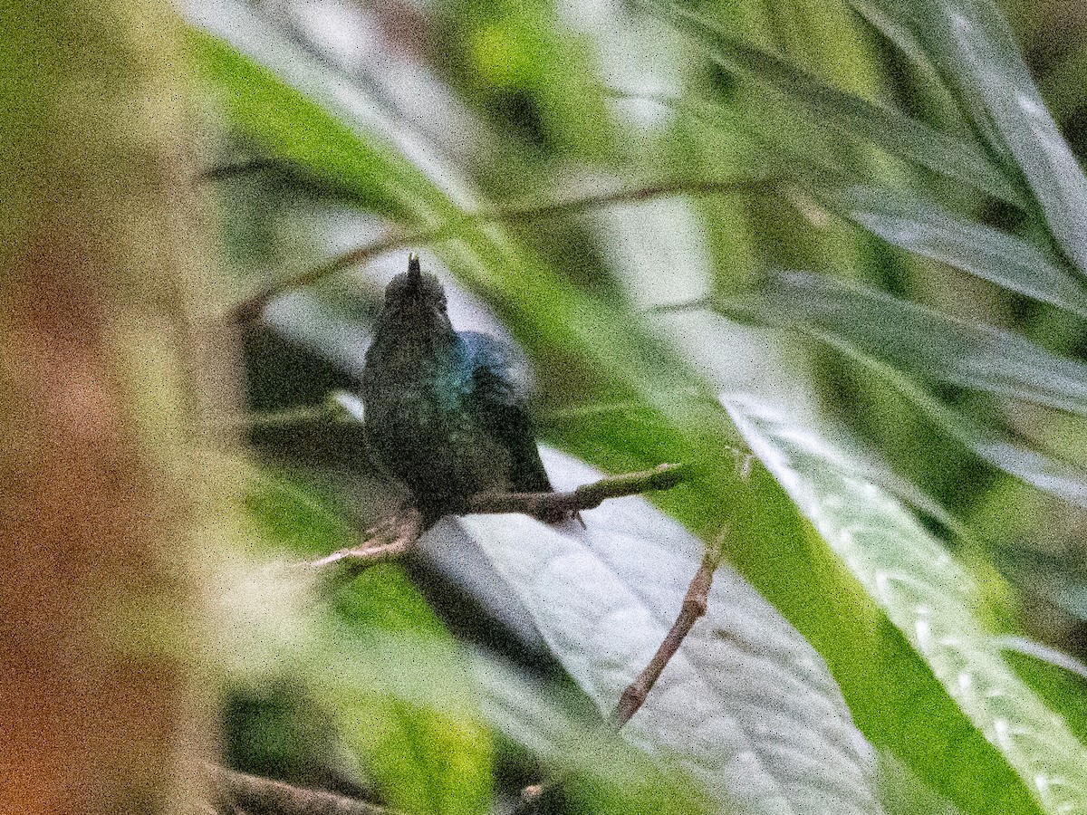 Trochilidae sp. - ML616520129