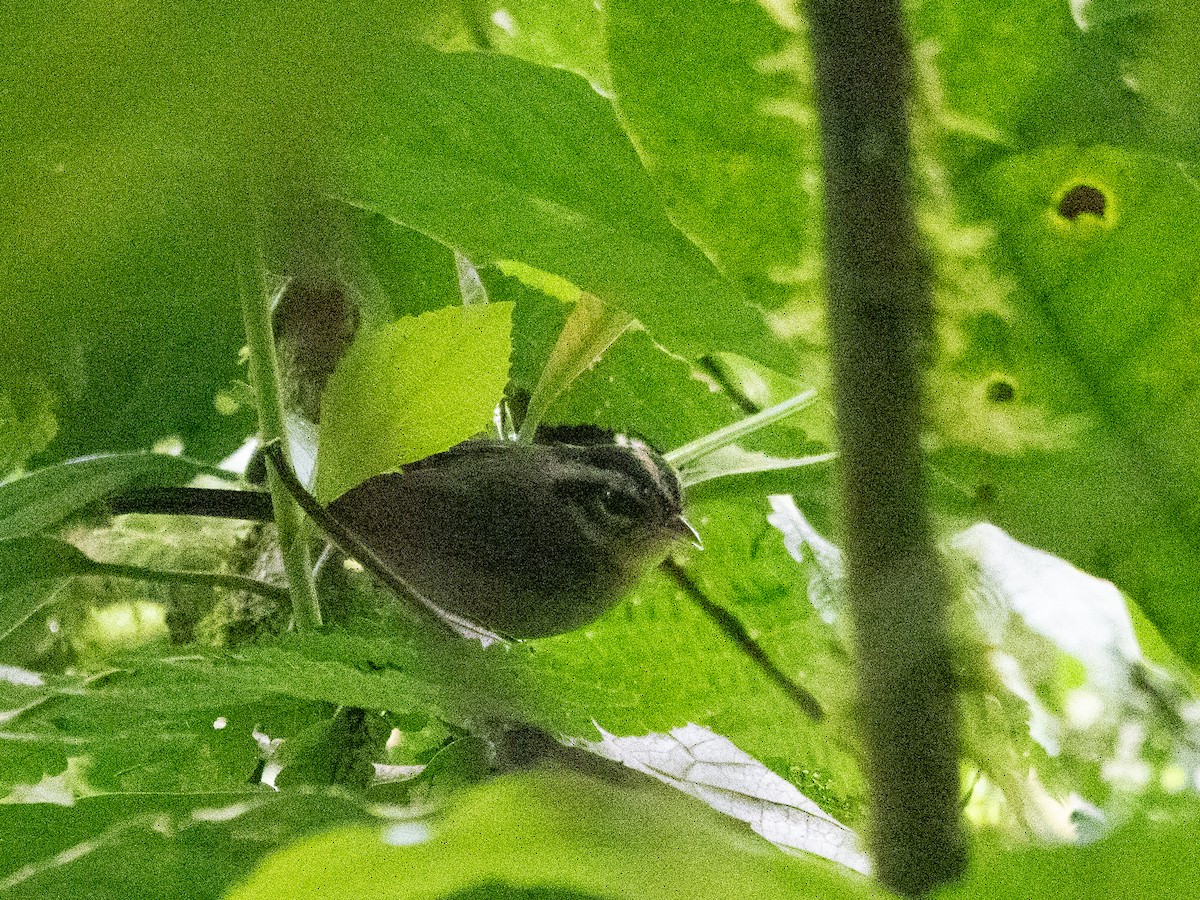 Costa Rican Warbler - ML616520134