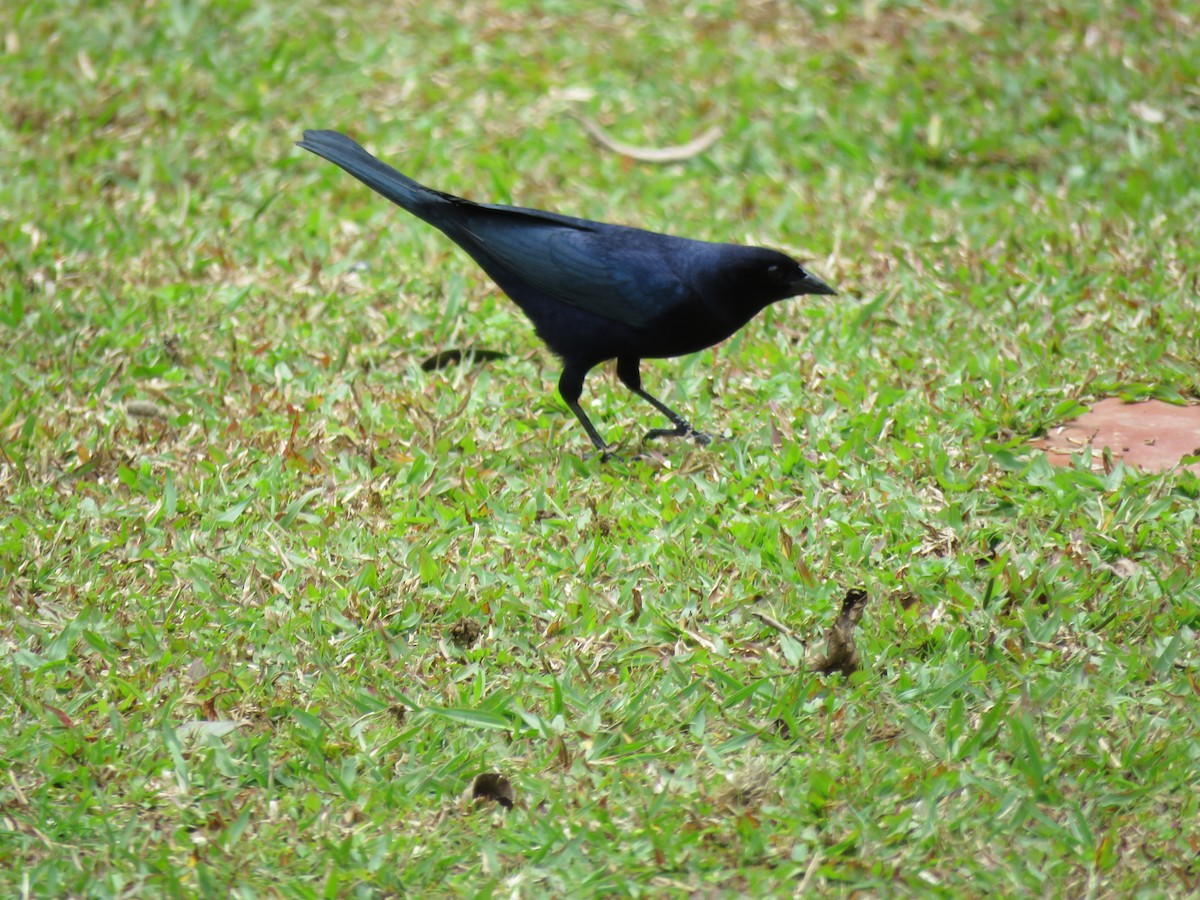 Shiny Cowbird - ML616520143