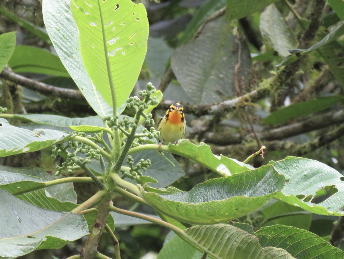 Blackburnian Warbler - ML616520157