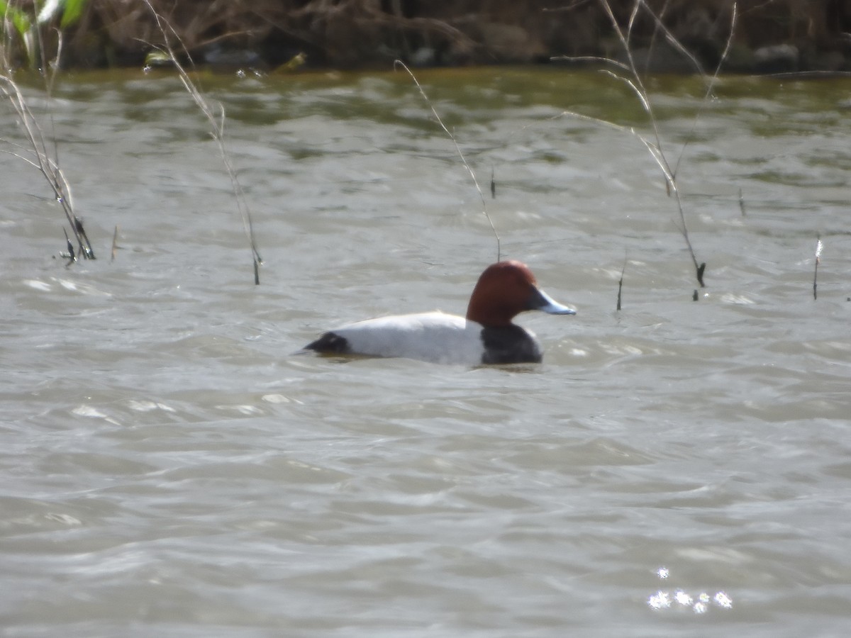 Common Pochard - ML616520223