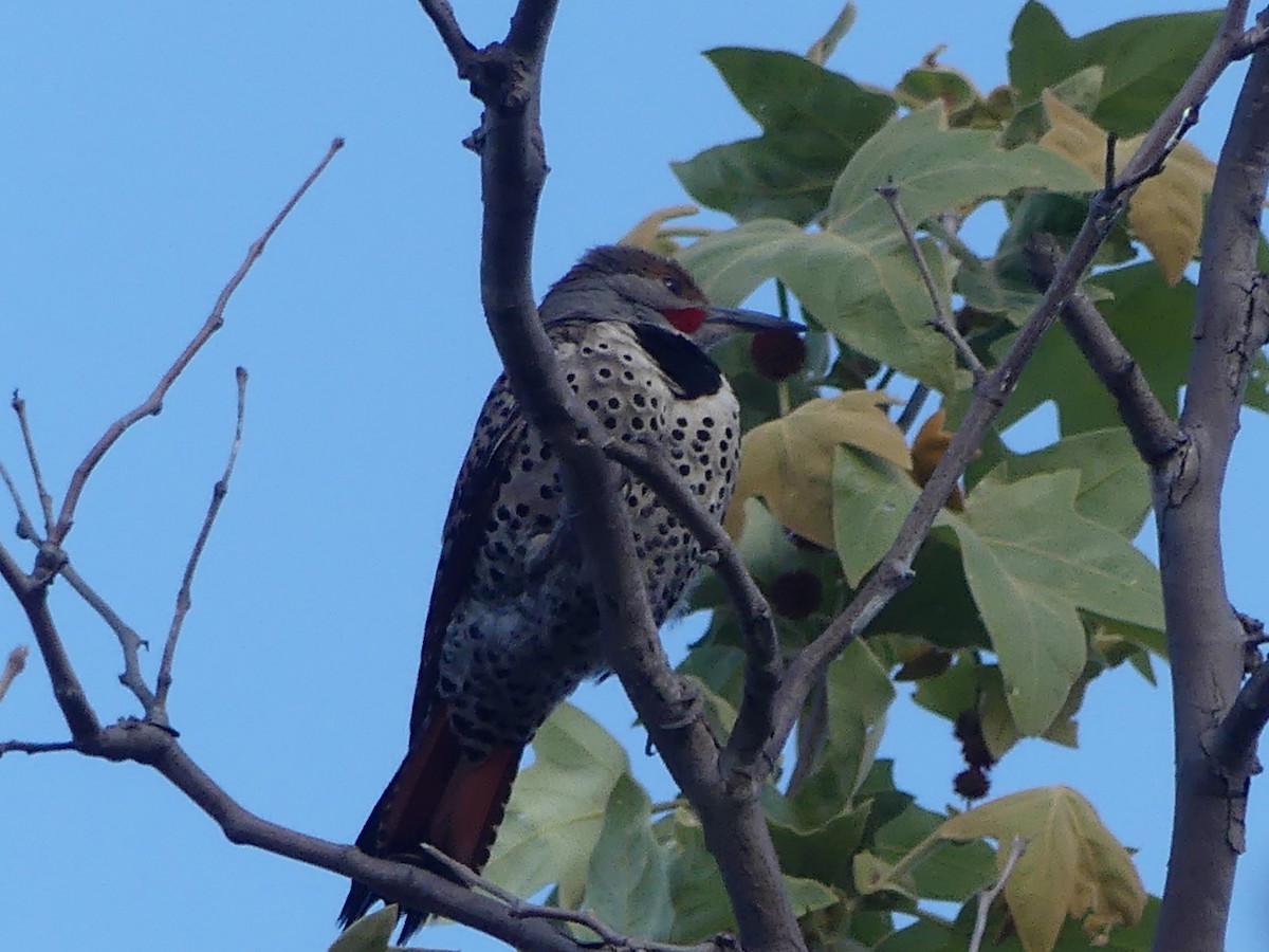 Northern Flicker - David Telles