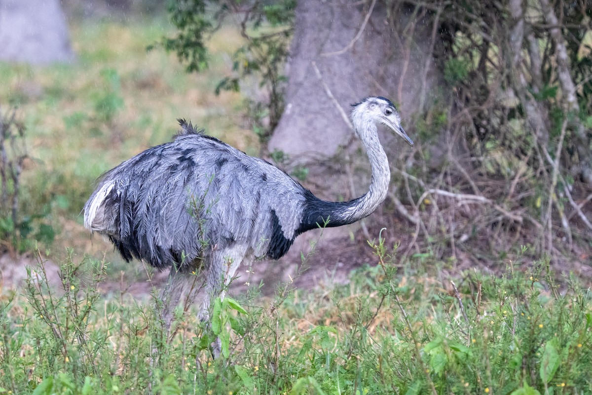 Greater Rhea - ML616520302