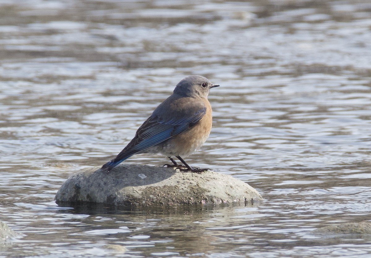 Western Bluebird - John Anderson