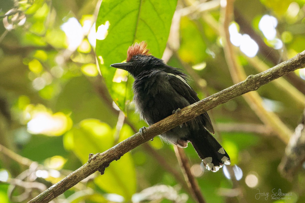 Glossy Antshrike - ML616520341