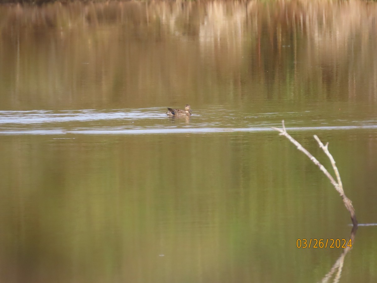 Green-winged Teal - ML616520343