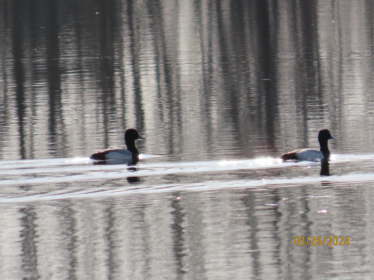 Lesser Scaup - ML616520363