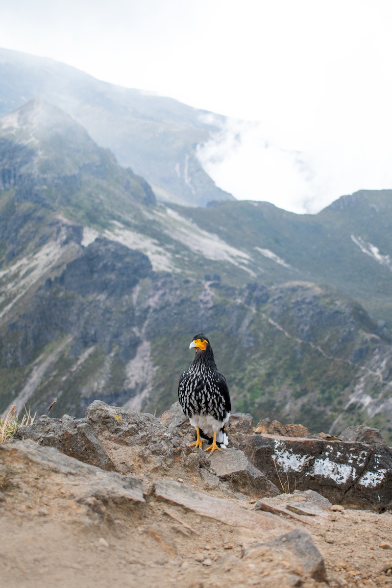 Carunculated Caracara - ML616520370