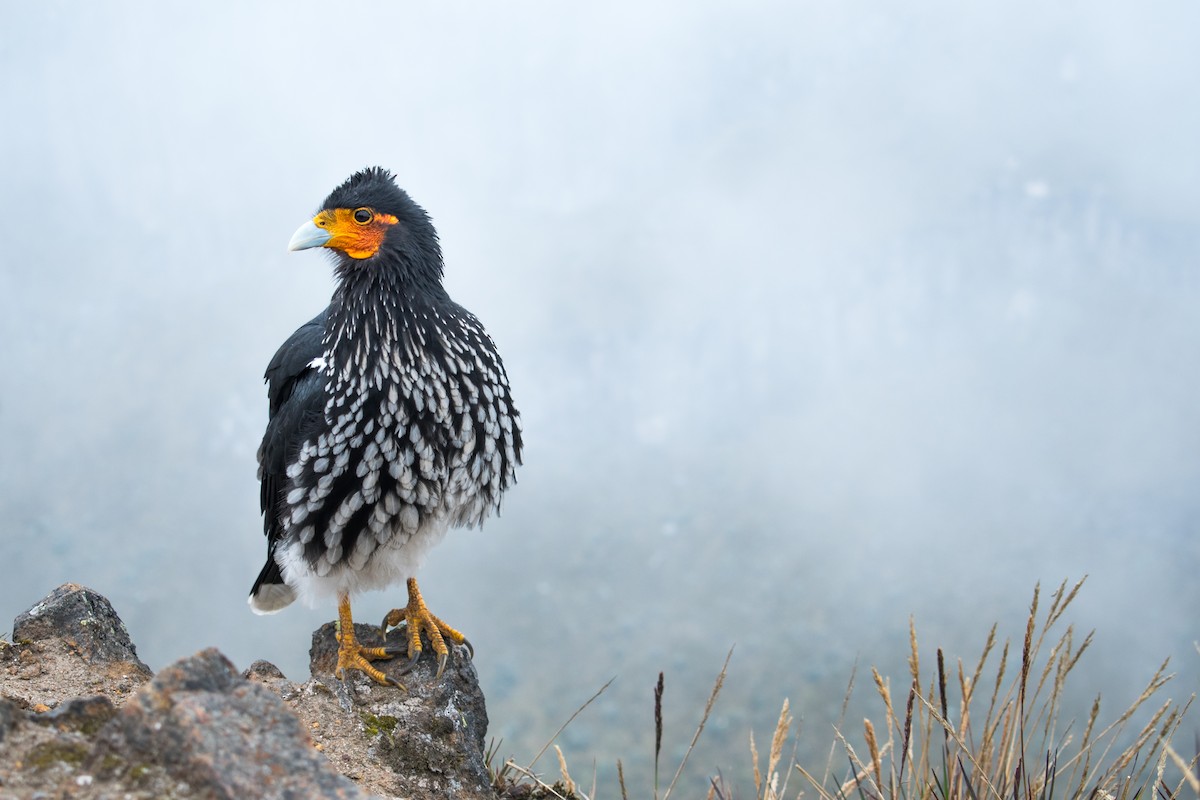 Carunculated Caracara - ML616520380