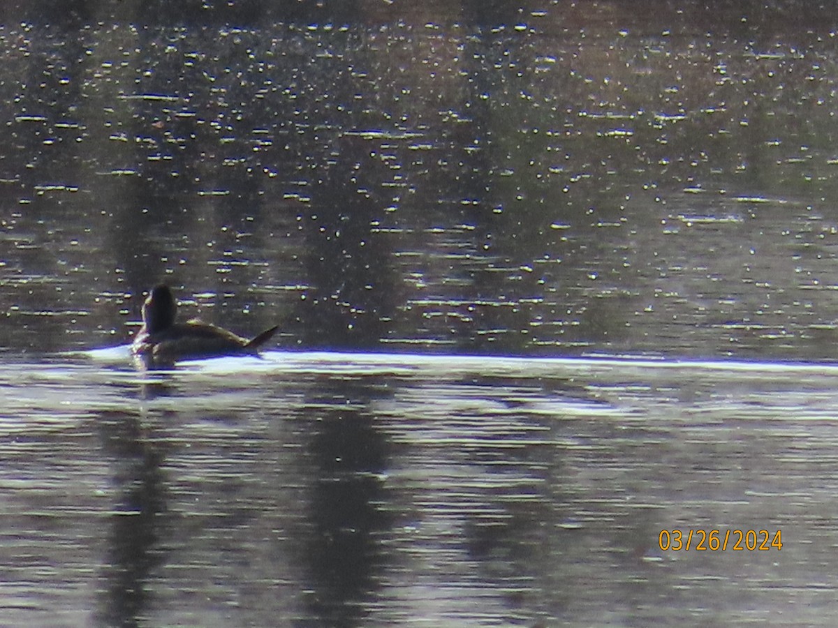 Ruddy Duck - ML616520415