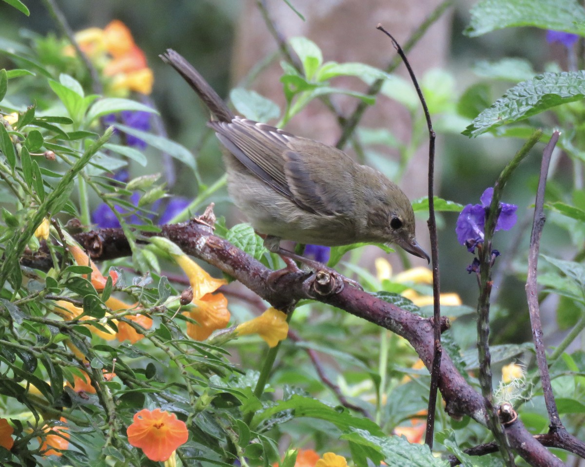 White-sided Flowerpiercer - ML616520465