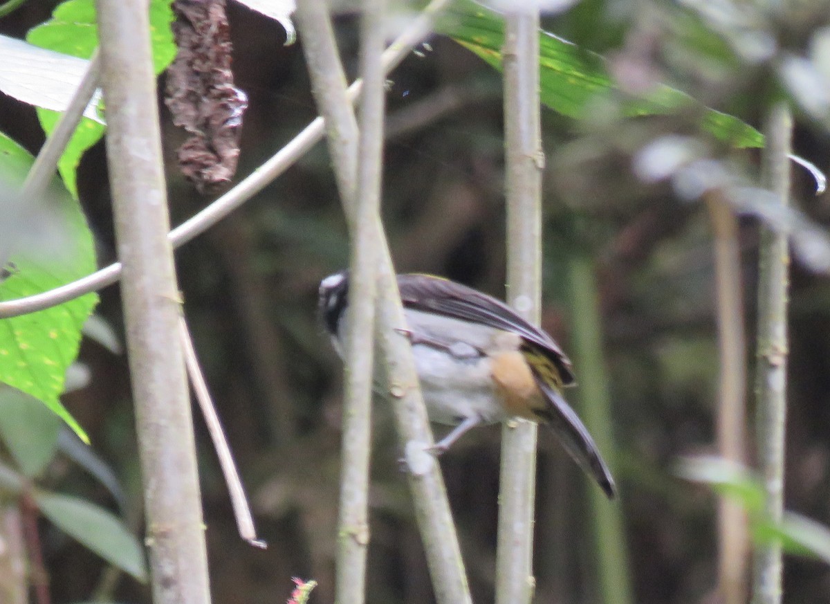 Black-winged Saltator - ML616520510