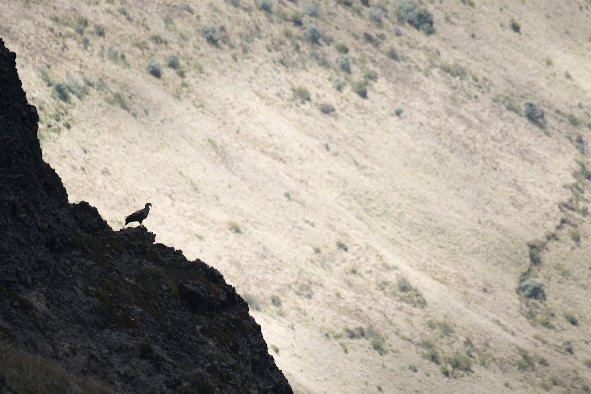 Andean Condor - ML616520527