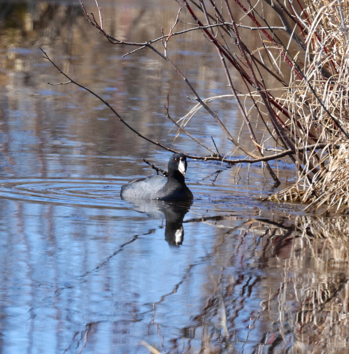 American Coot - Margaret Kenny