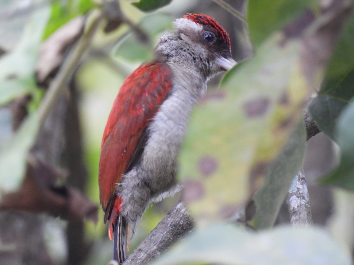 Scarlet-backed Woodpecker - ML616520584