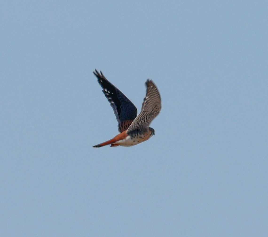 American Kestrel - ML616520588