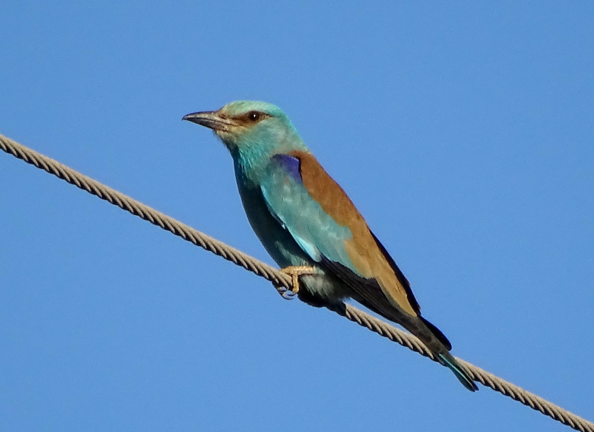 European Roller - Ángel Bereje Guidault