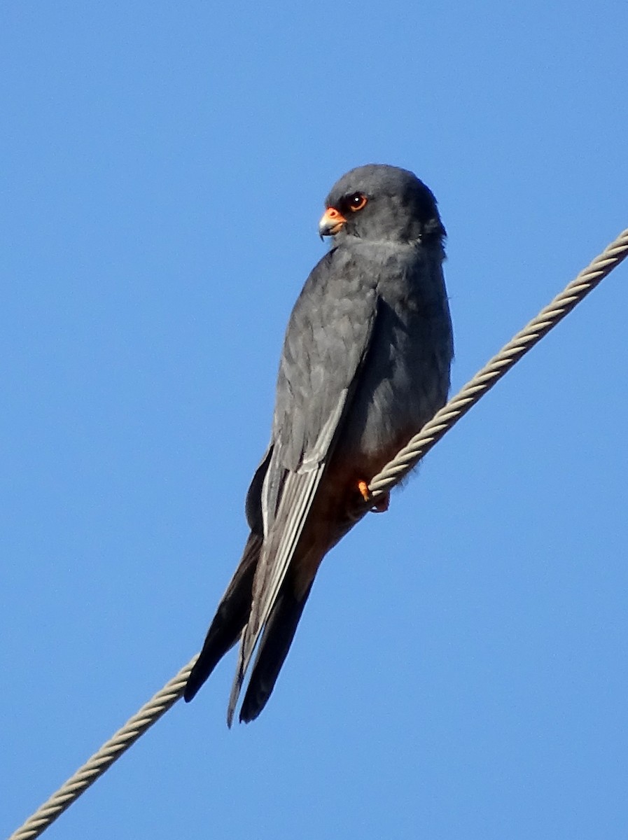 Red-footed Falcon - Ángel Bereje Guidault