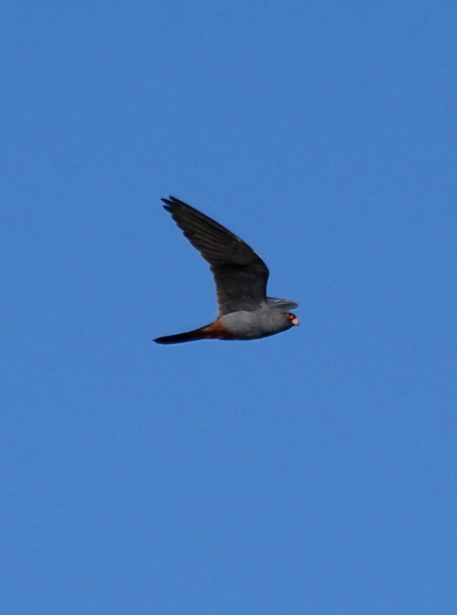 Red-footed Falcon - Ángel Bereje Guidault