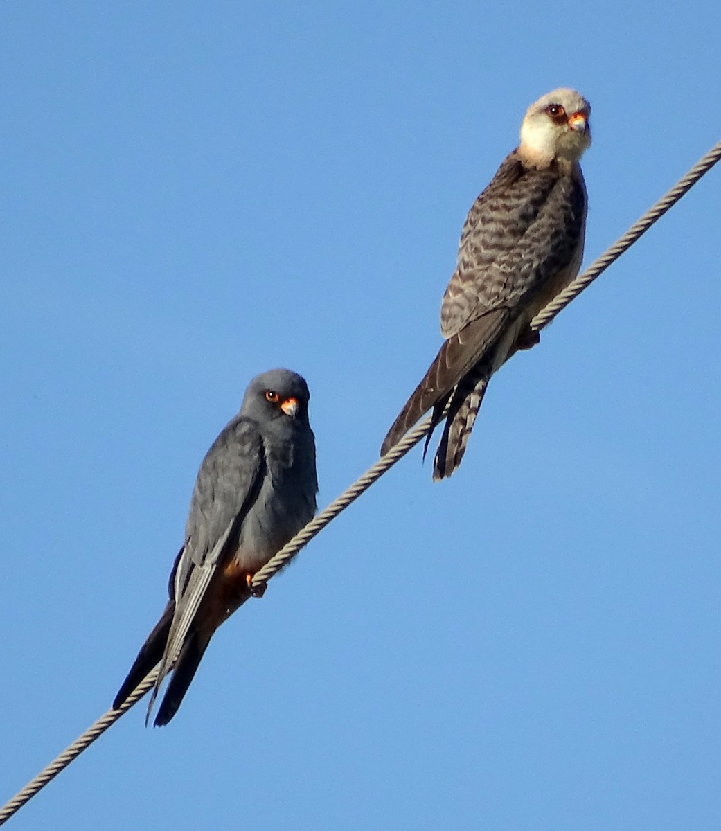 Red-footed Falcon - Ángel Bereje Guidault