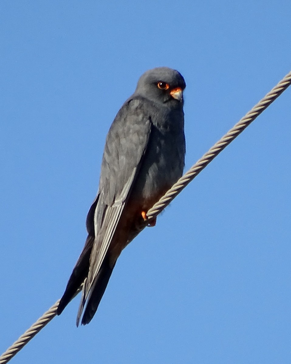 Red-footed Falcon - Ángel Bereje Guidault