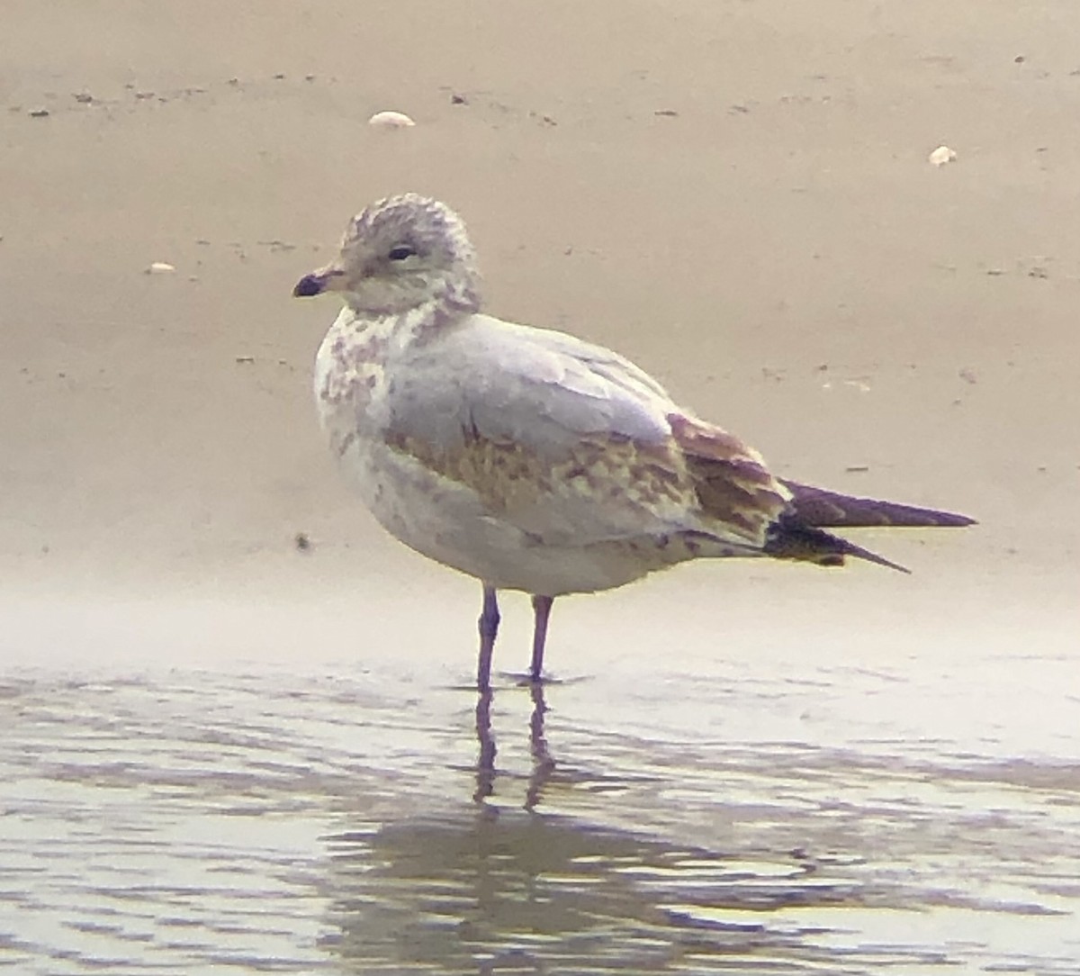 Ring-billed Gull - ML616520672