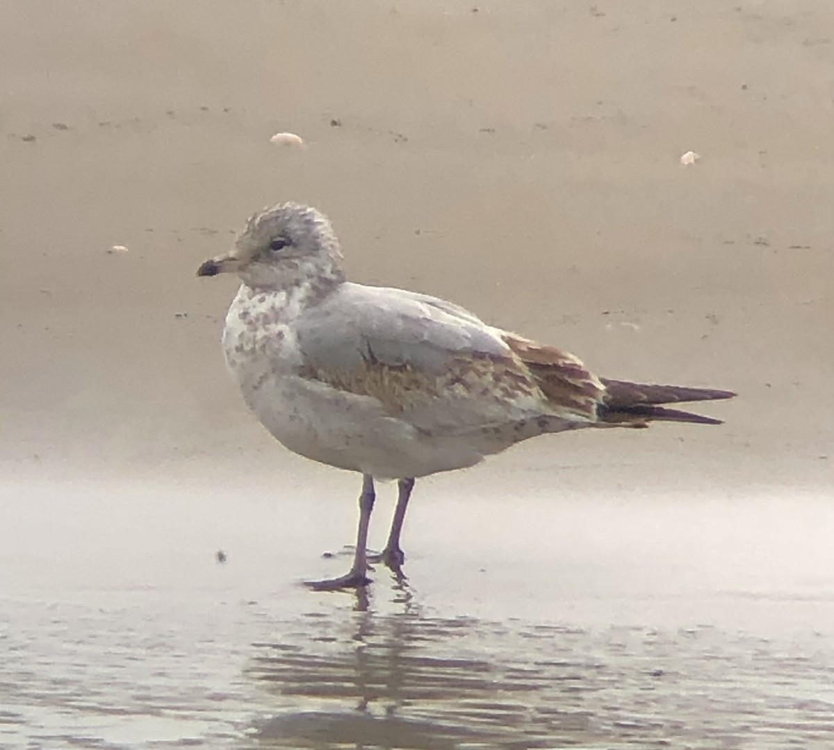 Ring-billed Gull - ML616520673