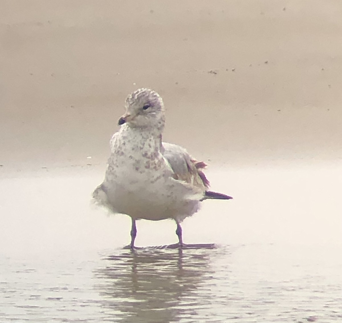 Ring-billed Gull - ML616520679