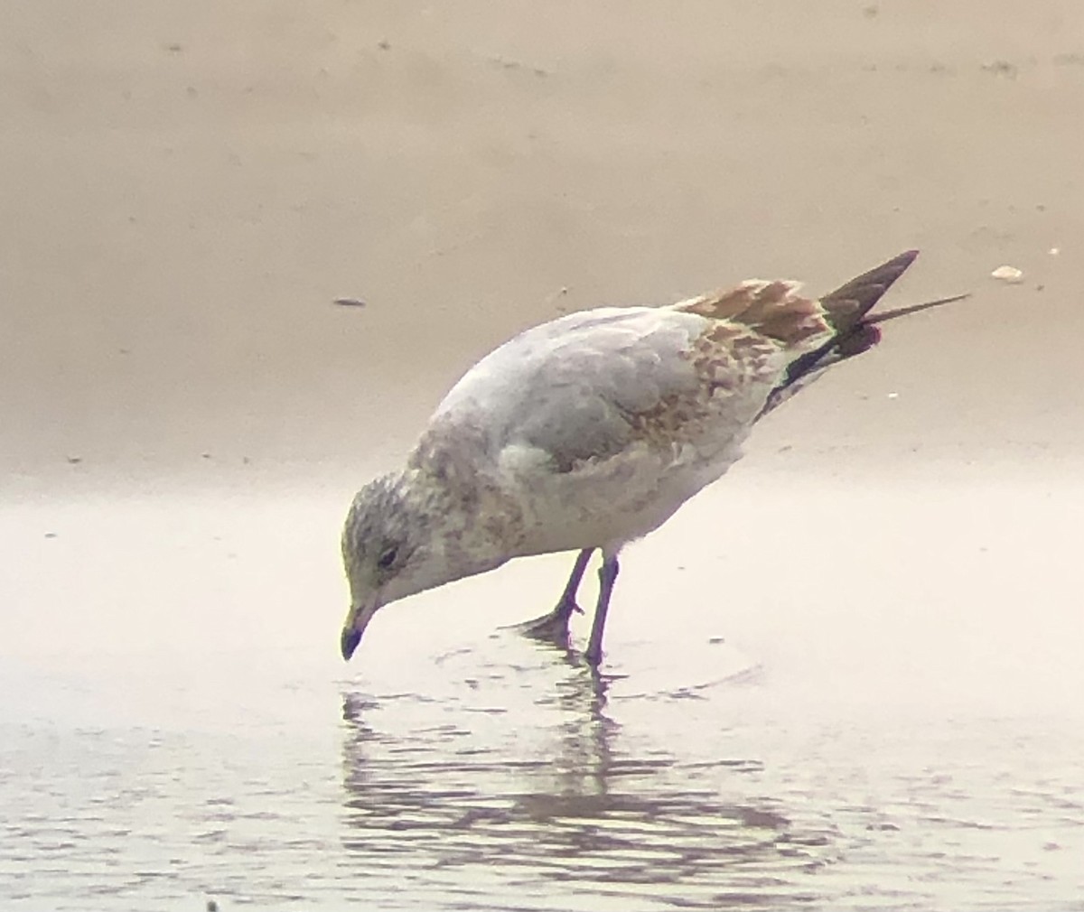 Ring-billed Gull - ML616520686