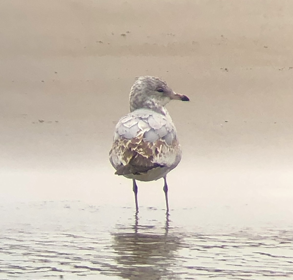 Ring-billed Gull - ML616520703