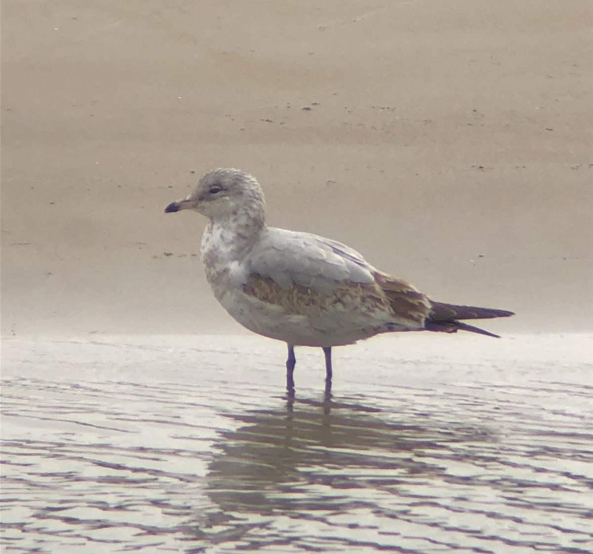 Ring-billed Gull - ML616520704