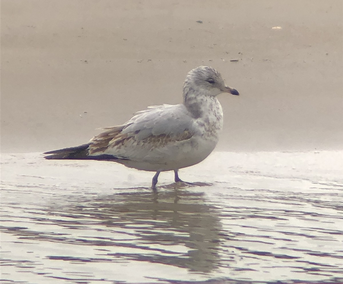 Ring-billed Gull - ML616520705