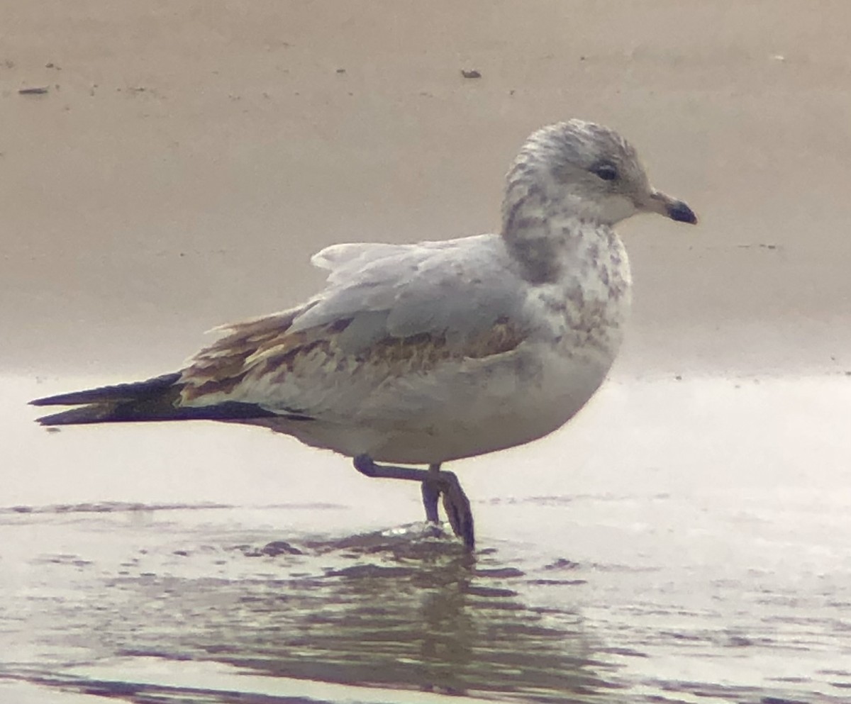 Ring-billed Gull - ML616520718