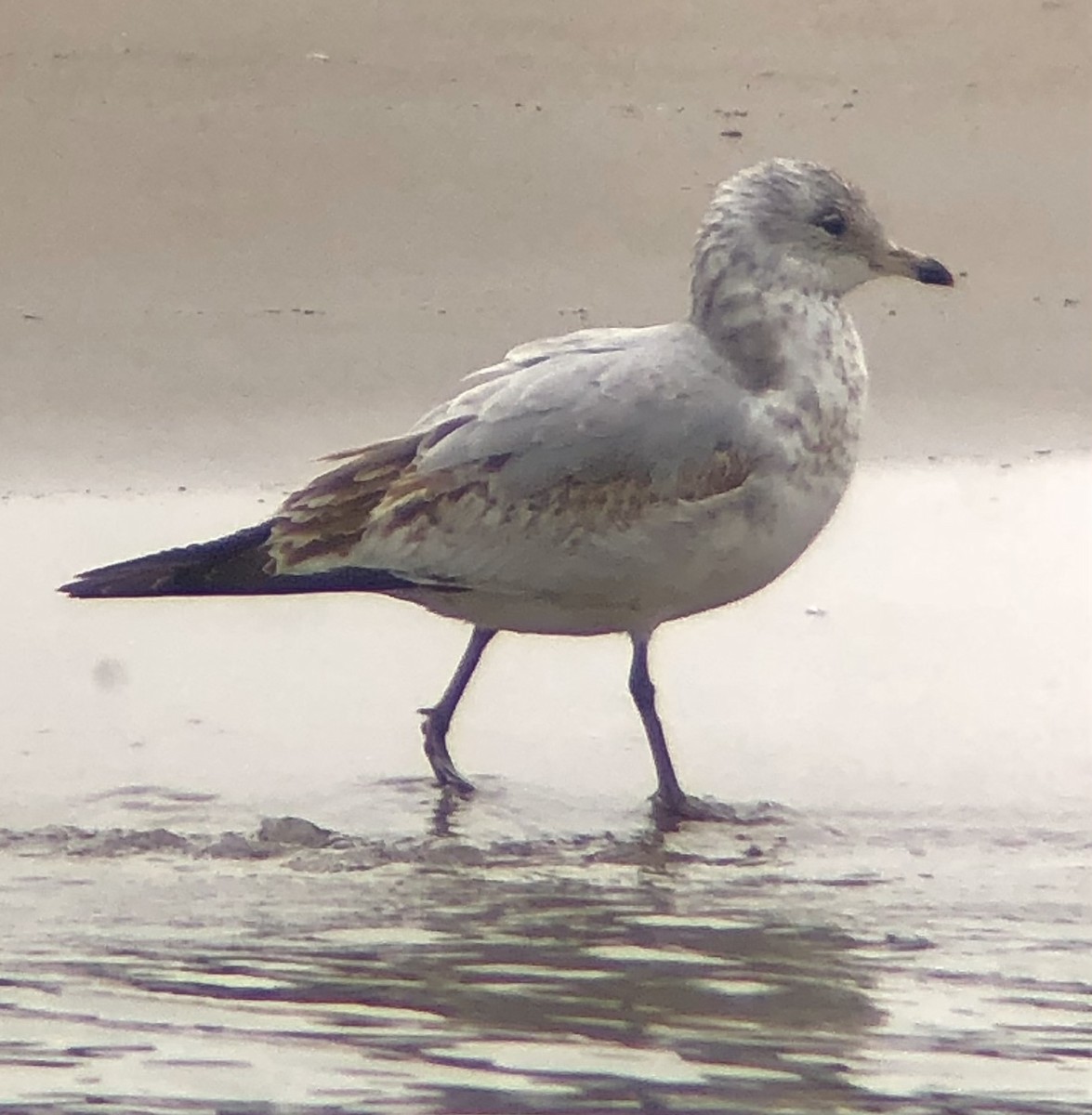 Ring-billed Gull - ML616520719