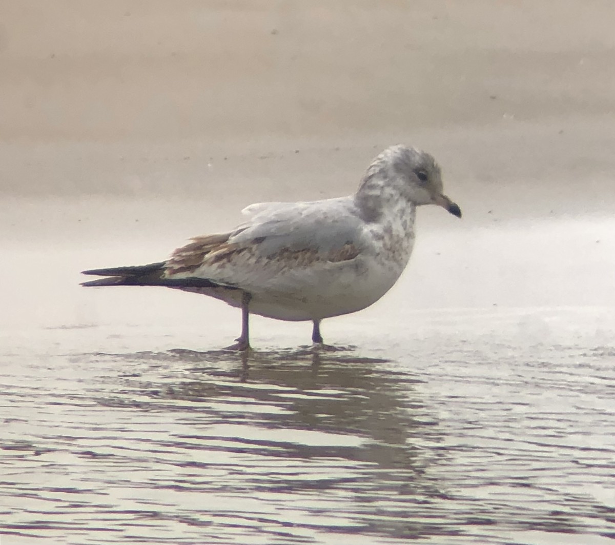 Ring-billed Gull - ML616520720