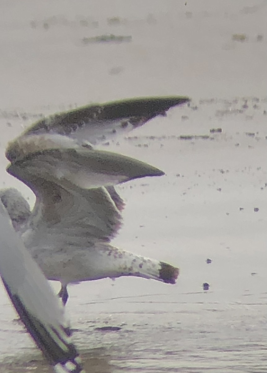 Ring-billed Gull - ML616520724