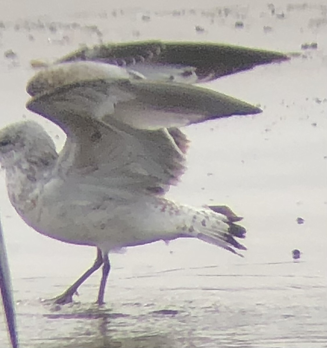 Ring-billed Gull - ML616520725