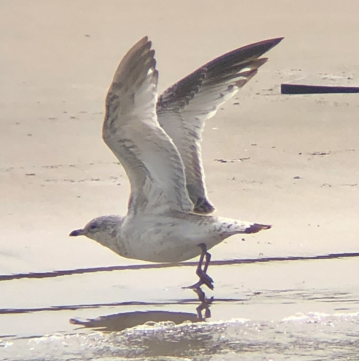 Ring-billed Gull - ML616520728