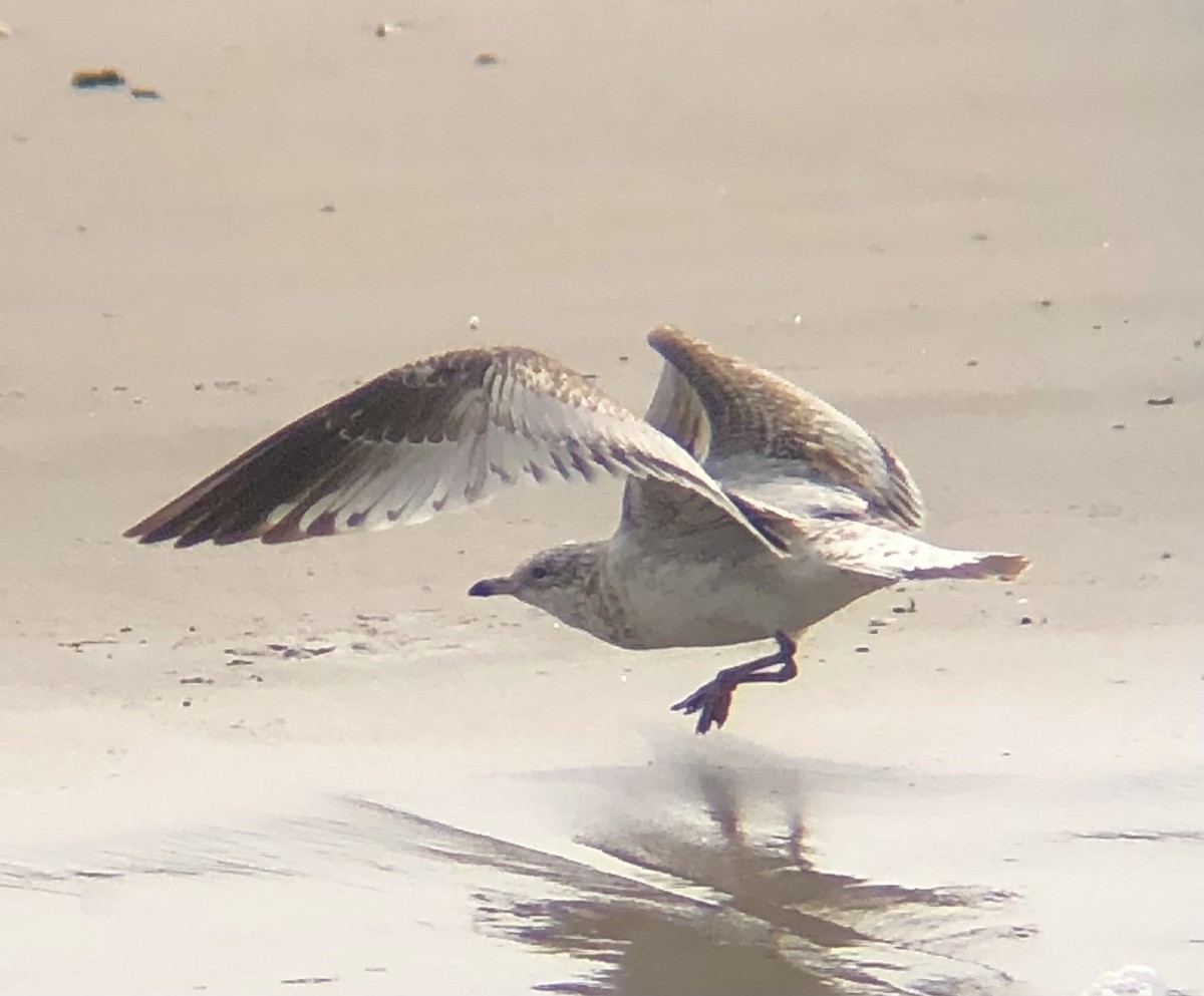 Ring-billed Gull - ML616520729