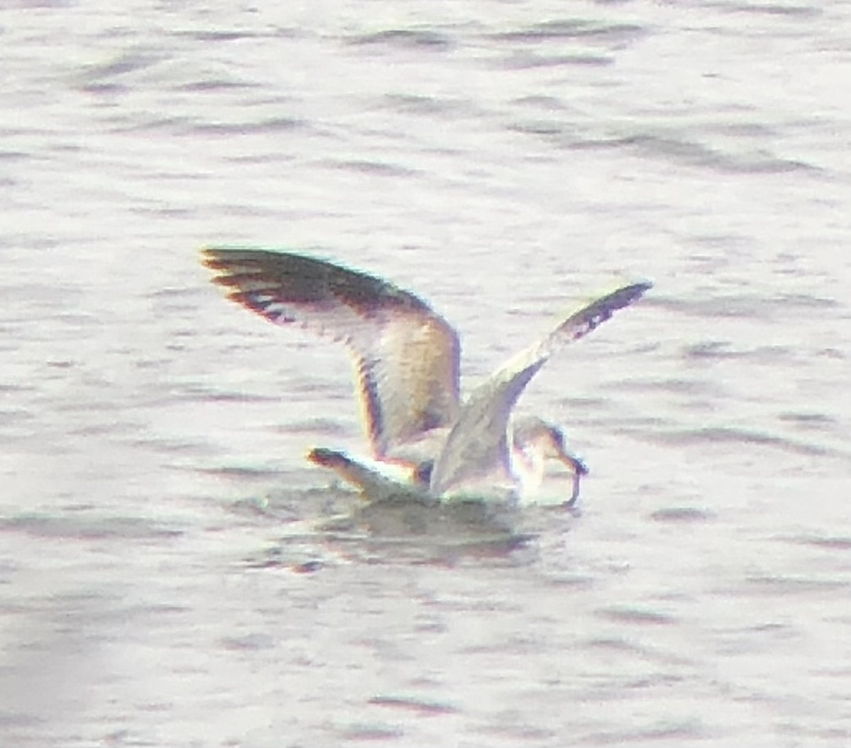 Ring-billed Gull - ML616520735